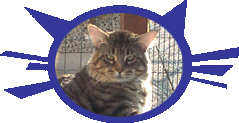 Squabby´s Einstein