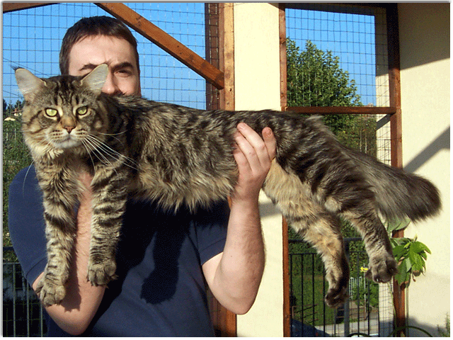 Squabby´s Einstein