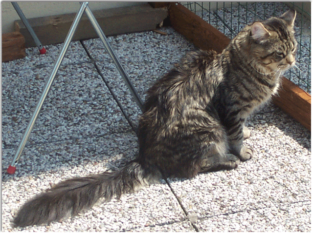 Squabby´s Einstein