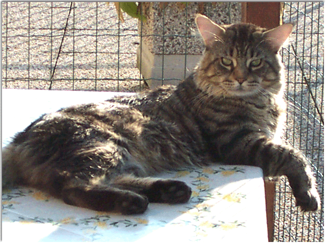 Squabby´s Einstein
