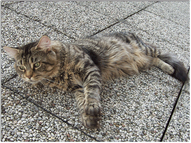 Squabby´s Einstein