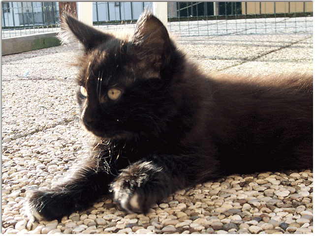 Filippo Mec Leod